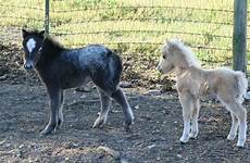 horse miniature foals mini baby horses america little cuter anything tiny think than don there so