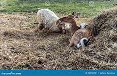 lie hayloft goatling goats deer farm