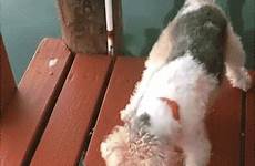 gifs funny animal dog fish gif part animals funniest fun hilarious crazy fail dogs animated vs puppy time divertidos fishing