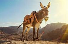 donkey balaam talking bible triumphal god sunday understand prophet reminders judgment