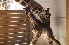 giraffe pregnant april animal feed showed birth taken down live binghamton calf stands named adventure park her