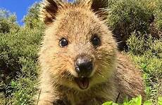 quokka happiest australian animals earth