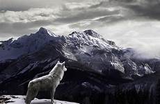 wolf wallpaper wallpapers background animal size 1080 lobo wall nature beautiful preview click landscape mountain