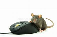 mouse rat computer stock