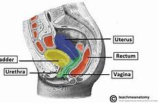 pelvis rectum vagina female relations sagittal section anatomical uterus bladder position relation reproductive tract defecation hysterectomy showing system location structure