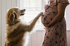 pregnant dog golden woman retriever samantha