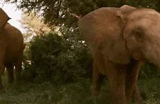 elephants gatling