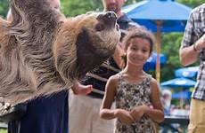 zoo brookfield patch june hosts events march chicago
