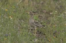 juzaphoto burhinus oedicnemus occhione