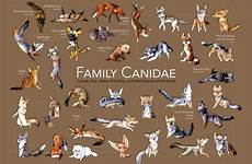 canidae family poster dog animal members deviantart animals names jam fox dogs species tree canids wolf pack breeds scientific foxes