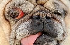 dog ugliest pug dogs yoda chihuahua mix chinese looking crested eyed ugly funny title eye old contest very weird worlds