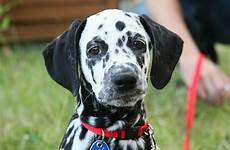 dalmatian dog thepetowners breed breeds information