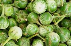 eggplant green thai round seeds seed theseedcollection au