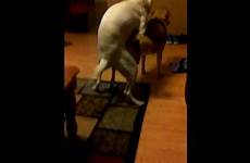 humping dogs other each female