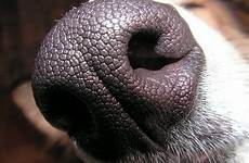 perro narices explosivos imprimen detectar perrosdebusqueda