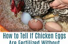 eggs chicken fertilized if tell cracking without chickens them egg onehundreddollarsamonth hatch hundred dollars has month hatching hens laying butterfield