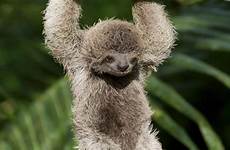 sloth sloths worldwildlife toed porcos dezembro