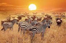 safari kenya wildlife africa smartours park national tanzania serengeti sunset zebra