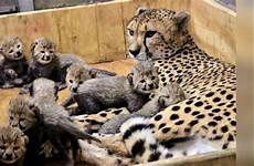 cheetah cubs zoo louis st born