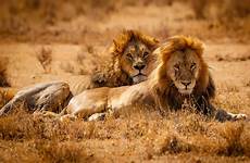 serengeti tanzania leones savannahs wallpapers13