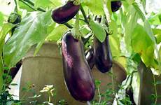 eggplants eggplant planting sayuran morningchores ours pomegranate tanam balkon tanaman scallions leeks perawatan agnetwest