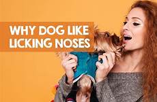 lick why dog nose does reasons noses dogs