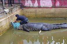 crocodile mauled indonesian kept foxnews authorities sulawesi balai ksda utara