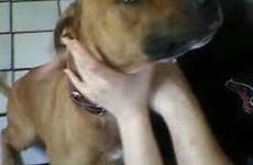 amber finney dog bestiality jailed first woman sex women express after disgusting behaviour pet