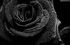schwarze hintergrundbilder rosen yesofcorsa wallpapercave wallpaperbat wallpaper4
