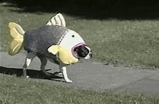 gif dog halloween costume fish pet gifs giphy everything has