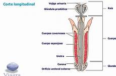 ereccion fisiologia estructurales componentes anatomia