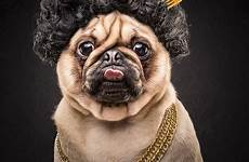 dressed pug hop hip outfits dogs 80s 90s pugs life ice icons dog gangster adorable bling pictured wigs chains posing