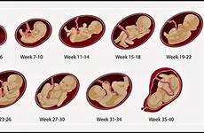 pregnancy week baby development body changes symptoms fetal stages chart momjunction inside journey weekly first calendar