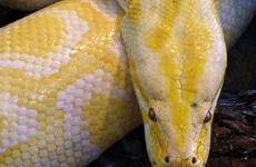 snakes types python burmese pythonidae bivittatus learn nature miroslav learnaboutnature