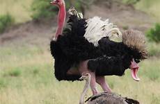 copulation ostrich ostriches mating dongs corkscrew besgroup