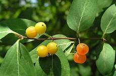 fruit native trees tatarian honeysuckle indiana