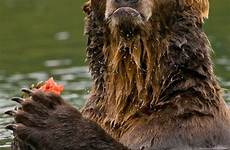 kodiak bear brown largest alaskan dinoanimals ursus arctos