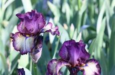 iris garden innocent bearded star irises