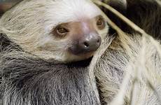 sloth toed two fact sheet name common