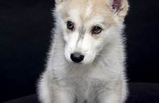 husky dog inuit siberian northern puppy buhund animals eskimo american laika wolfdog norwegian tamaskan breed spitz alaskan pxhere sweet cute