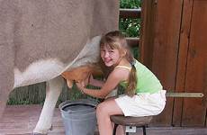 cow milk milking cows myths milked livestock babble hobbyfarms