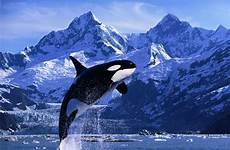 orcas killer whales orca jumping water facts animals interesting known also