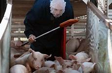 pig hog snorting global high pigs herder rapidcityjournal