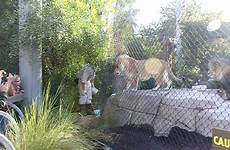 zoo lions keeper feeding