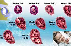bayi kandungan minggu fetal perkembangan hamil pergerakan berjaya sebulan penggunaan calendario gravidanza corak isteri haid keputihan suami masalah cycle