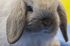 lop holland rabbit bunnies brown breeds breed pixabay henthorn katie