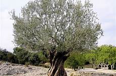 olivier arbre worth un arbres peinture huile les dans aquarelle le sur bio weight dessin age short height symbole paix