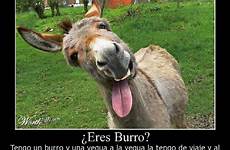 burros burro chistosos eres asnos burritos chistoso