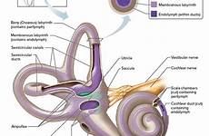 vestibular inner fistula labyrinth organs perilymph endolymph membranous bony closer osseous healthjade