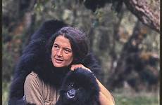 gorillas fossey dian gorilla campbell bob mist animals pets exhibits woman legacy coco pucker baby ufl edu her